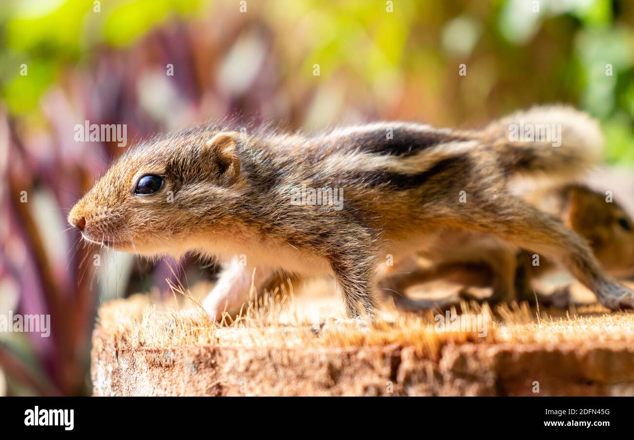 Cute Abandoned Baby Eichhörnchen suchen nach ihrer Mutter Stockfoto