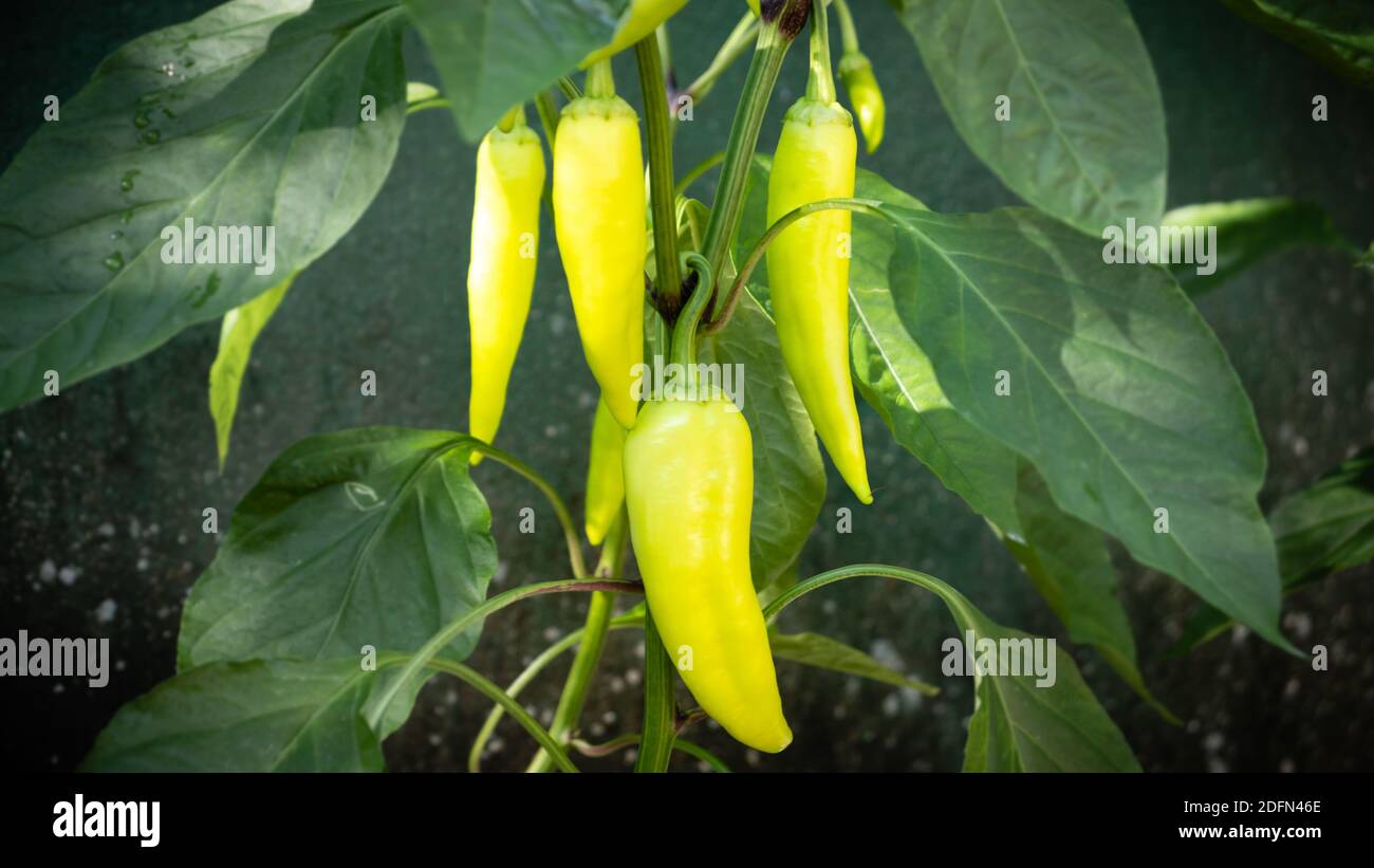 Biologischer Anbau von Bananenpfeffer im Hausgarten Stockfoto