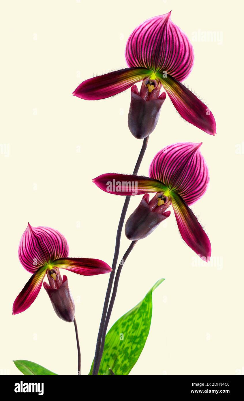 Drei lila Pantoffelorchidee auf gelbem Hintergrund Stockfoto