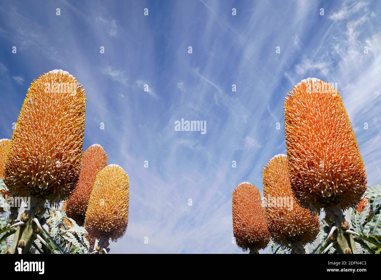 Banksia auf beiden Seiten des Fotos mit viel Platz für Kopien. Blauer Himmel Hintergrund mit Wolken Stockfoto