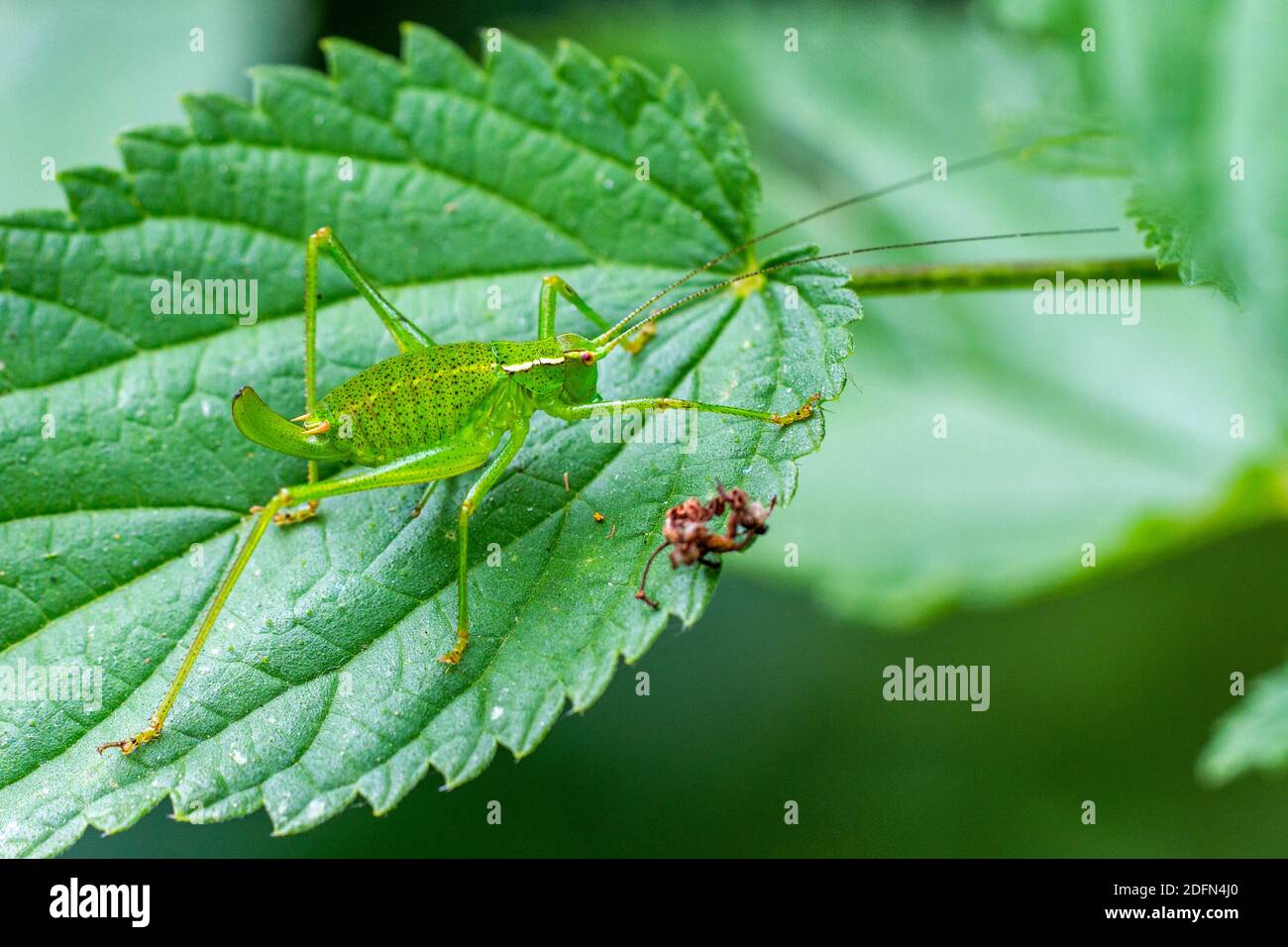 Punktierte Zartschrecke (Leptophyes punctatissima) Weihnachten Stockfoto