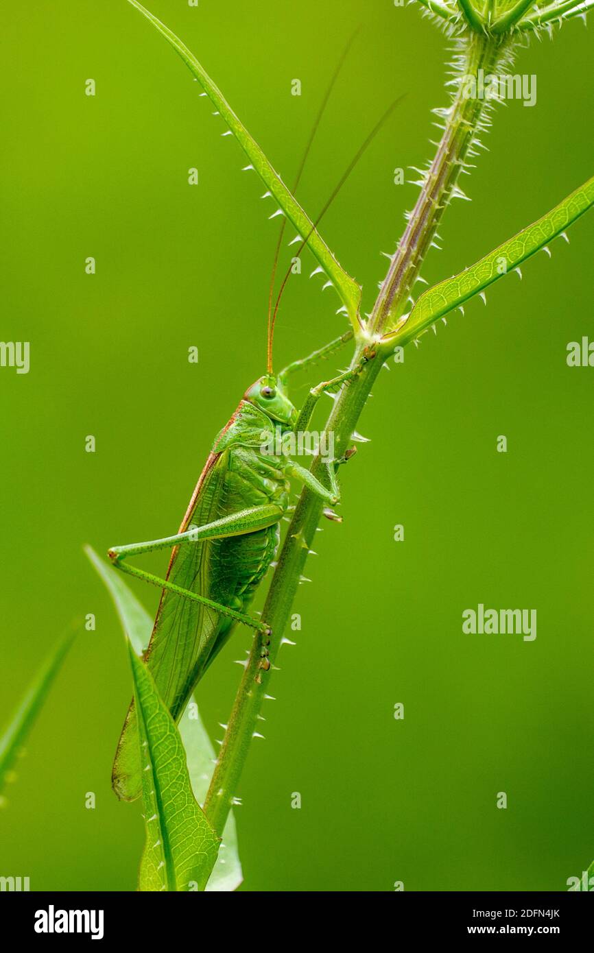 Grünes Heupferd (Tettigonia Viridissima) Stockfoto
