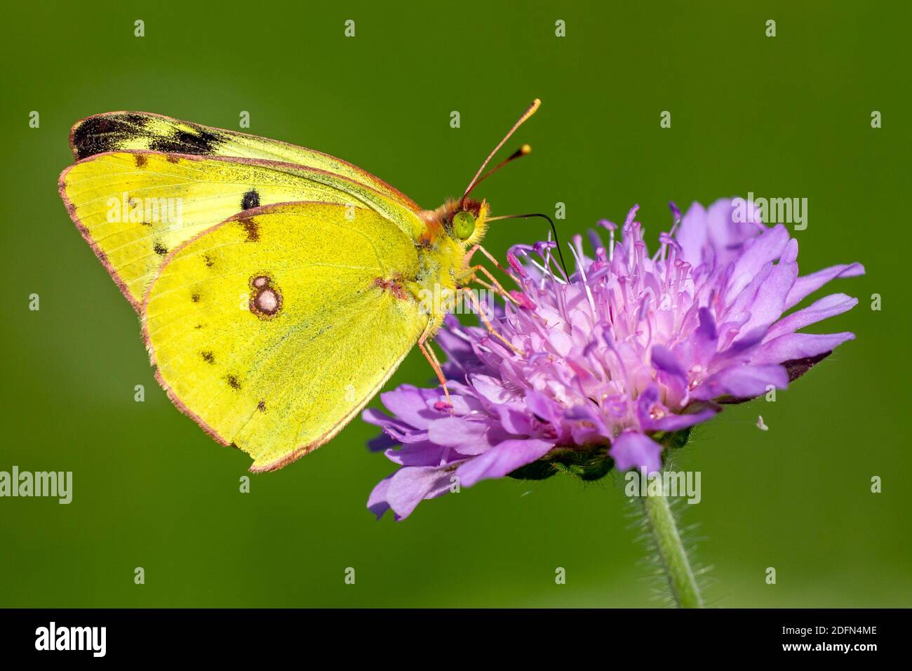 Goldene Acht (Colias hyale) Stockfoto