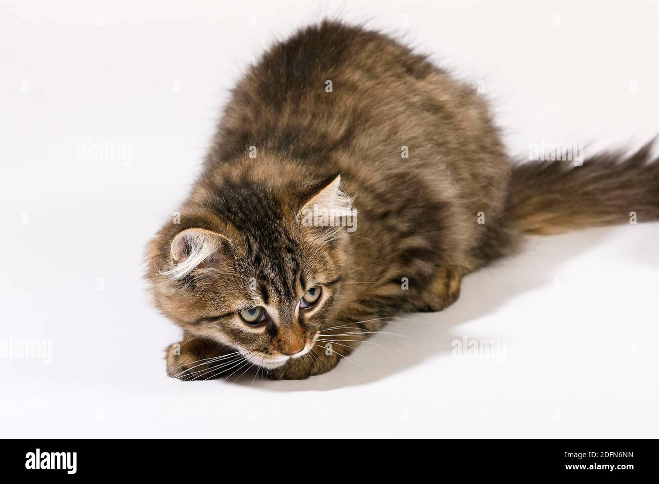 Junge Katze sieht neugierig aus, Hauskatze (Felis silvestris catus), Tierkind, Studioaufnahme, Deutschland Stockfoto