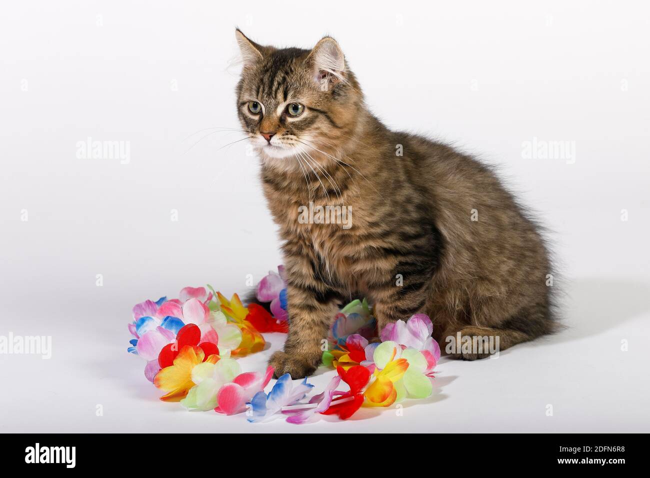 Junge Katze mit Spielzeug, Hauskatze (Felis silvestris catus), Tierkind, Studioaufnahme, Deutschland Stockfoto
