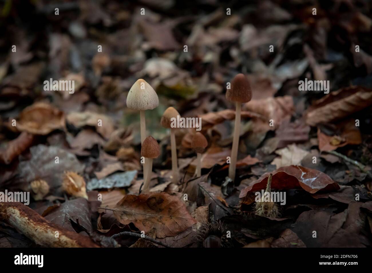 Kleine Pilze wachsen auf Waldboden, Oberbayern, Bayern, Deutschland Stockfoto