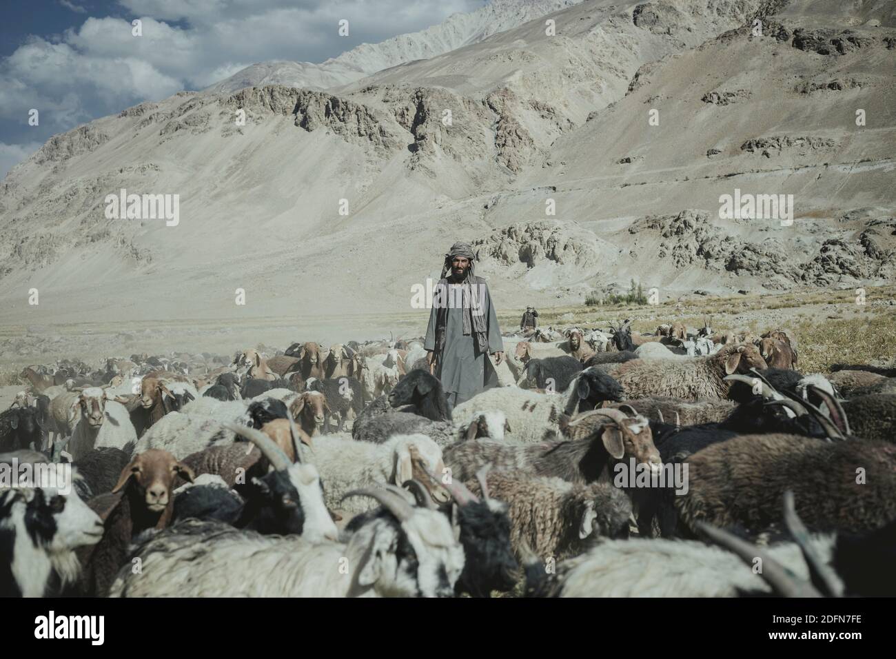 Mann, der mitten in einer Herde Schafe steht und eine Karawane führt, Pashtune, Khas Dej, Khas Dej, Khandud, Afghanistan Stockfoto