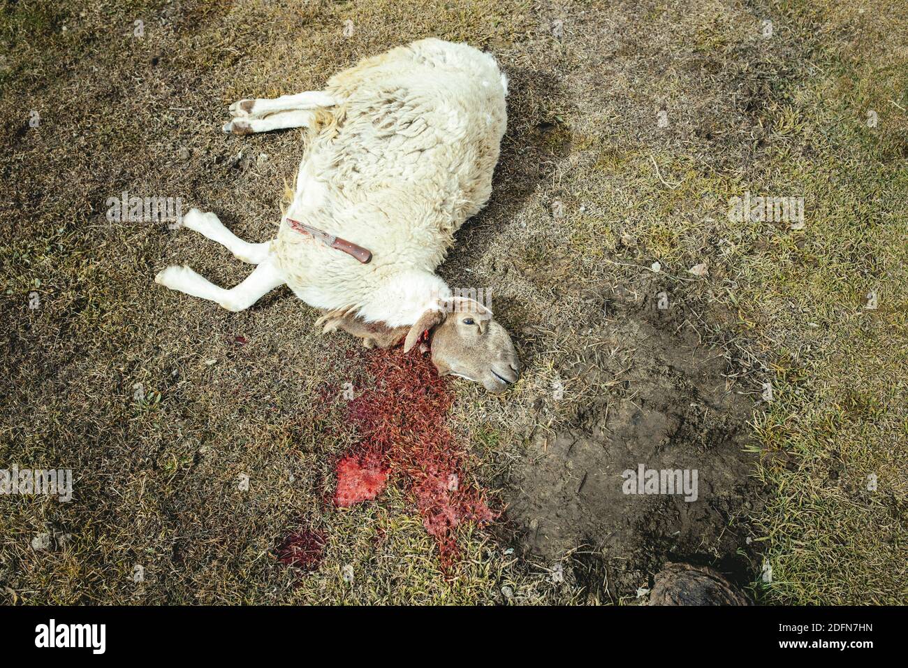Geschlachtete Schafe liegen mit seinem Hals in seinem Blut in einer Bergwiese geschnitten, auf dem Schaf liegt das Metzgermesser, Khadz Goz, Wachan Korridor Stockfoto