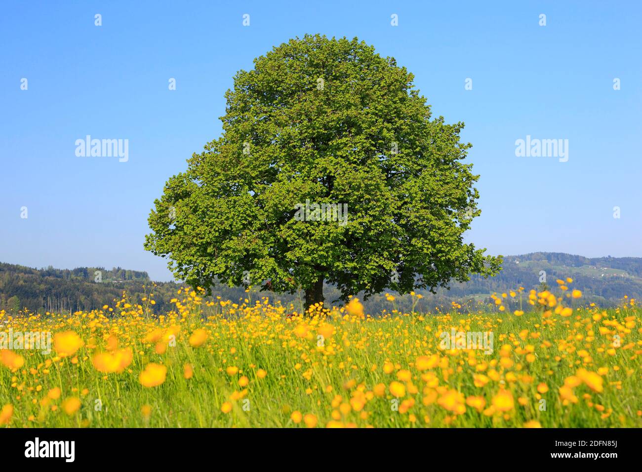 Lindenbaum ( Tilia cordata) , Schweiz Stockfoto