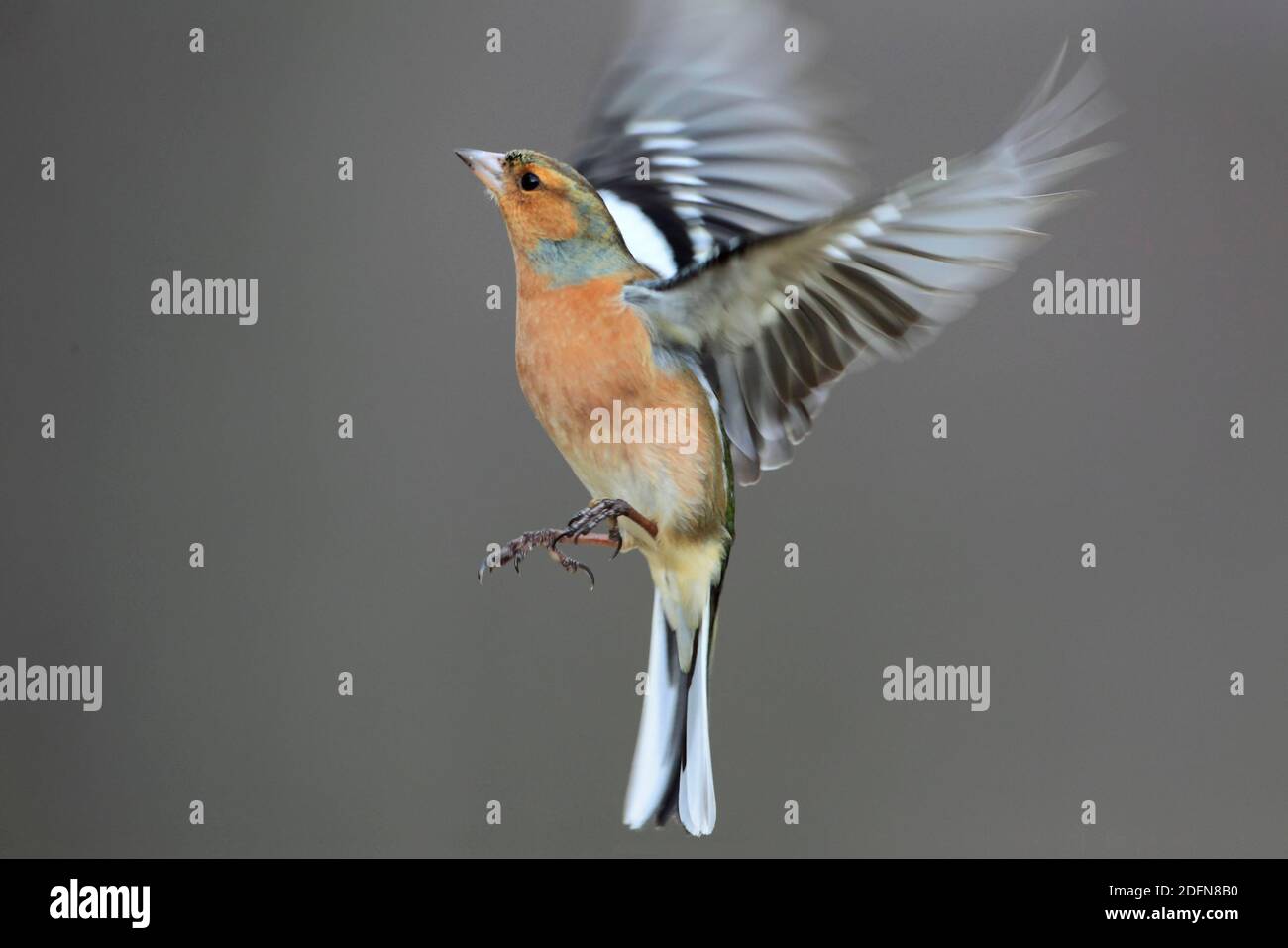 Buchfink (Fringilla coelebs) Finken, männlich, Schottland, Großbritannien Stockfoto