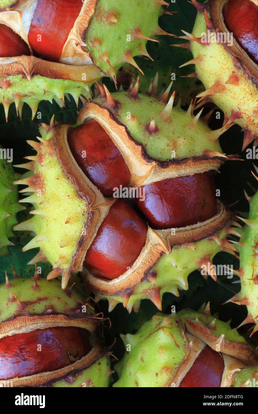 Rosskastanien ( Aesculus hippocastanum) , Schweiz Stockfoto