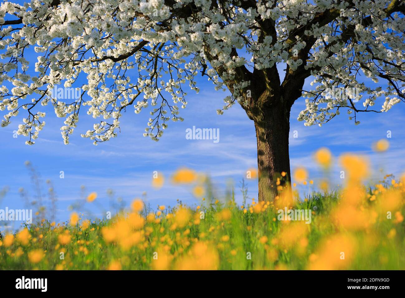 Apfelbaum, Zürcher Oberland, Schweiz Stockfoto