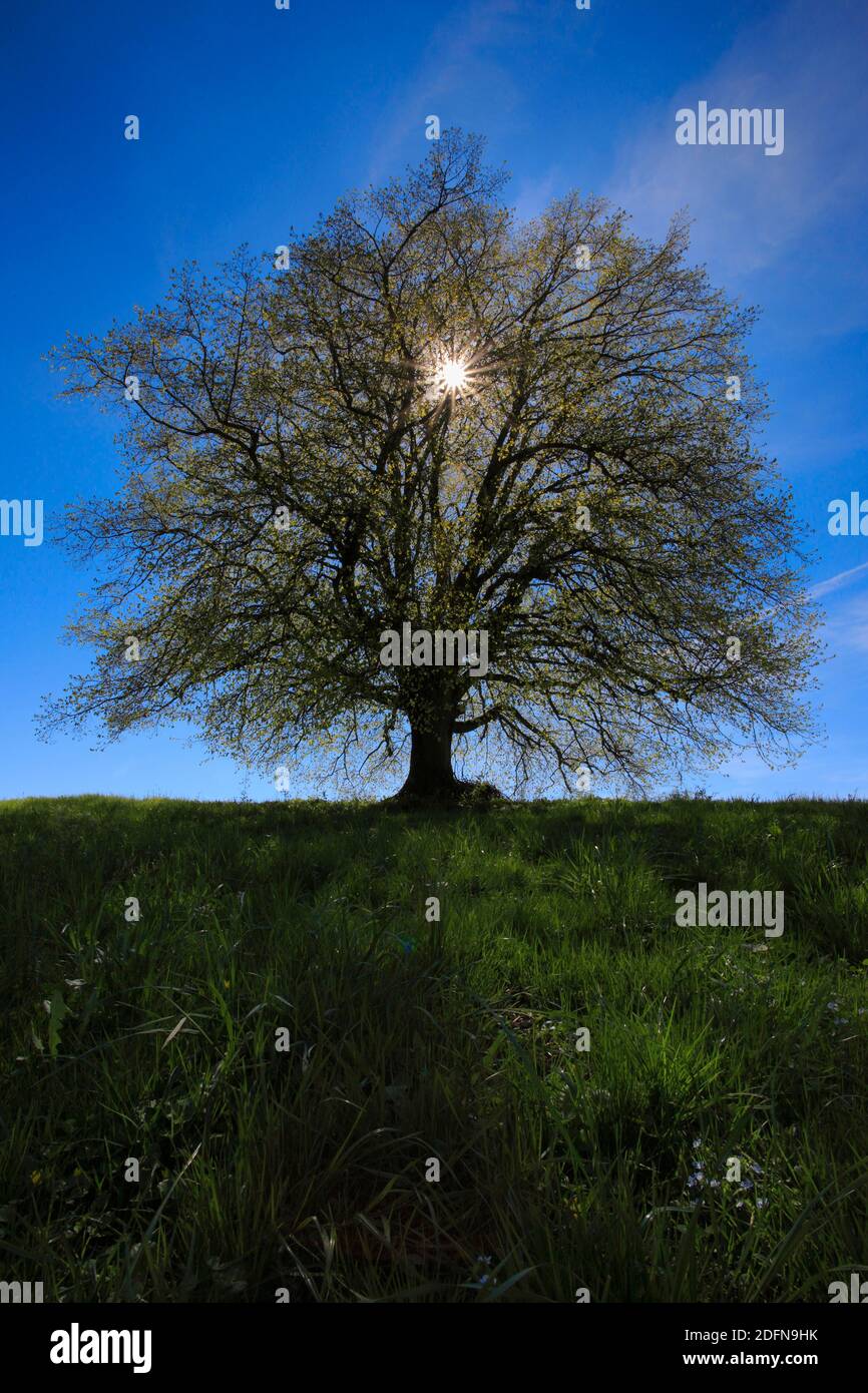Lindenbaum am Hirzelpass, Zürich, Schweiz Stockfoto