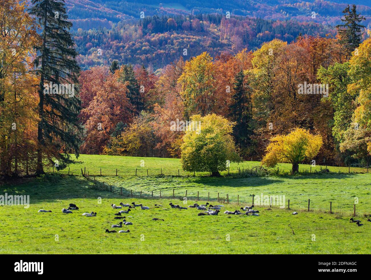 Herbstlandschaft mit Schafweide bei Guglhoer, Murnau, das Blaue Land, Oberbayern, Bayern, Deutschland Stockfoto