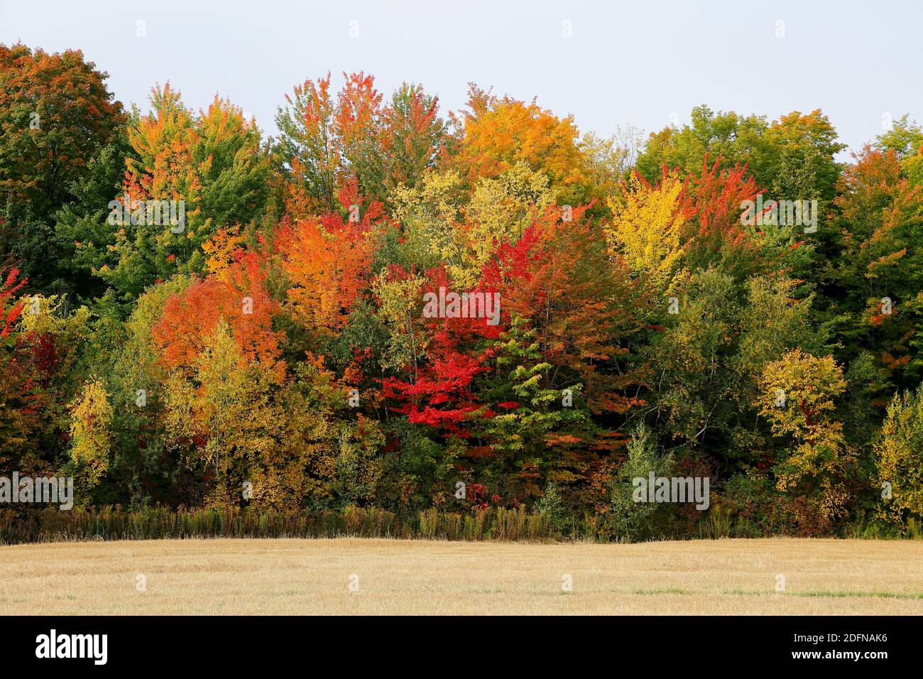 Wald in Herbstfarben, Provinz Quebec, Kanada Stockfoto