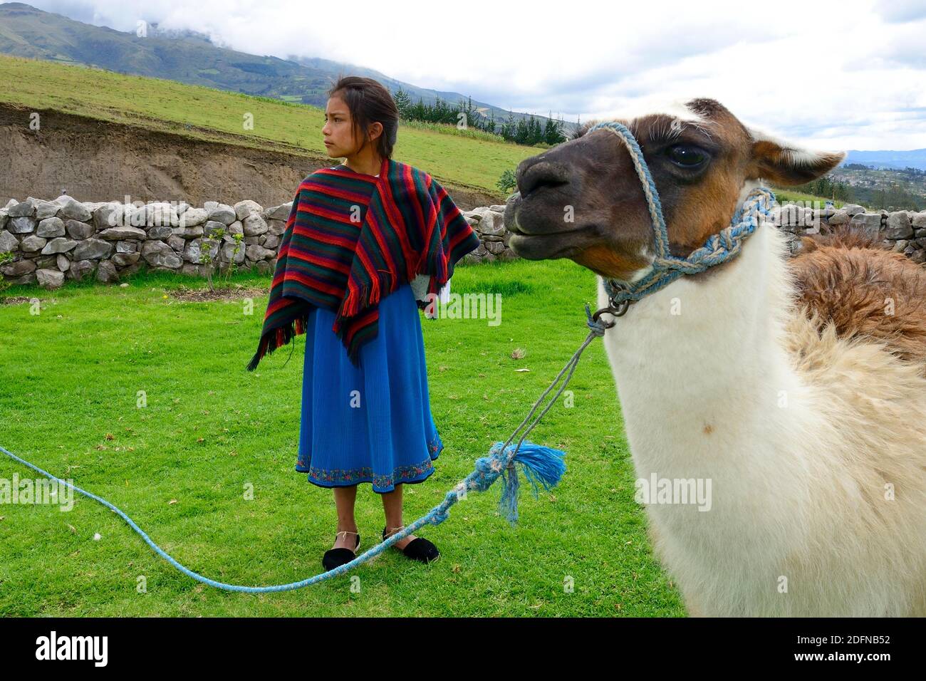 Indigenes Mädchen und Lama auf einer Wiese, in der Nähe von Otavalo, Provinz Imbabura, Ecuador Stockfoto