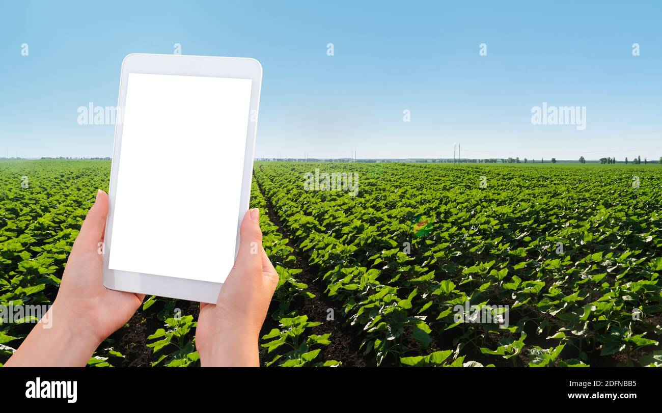 Hände mit digitaler Tablette auf einem Hintergrund von landwirtschaftlichen Feld. Weißer Bildschirm, können Sie Ihre Inhalte hier hinzufügen Stockfoto