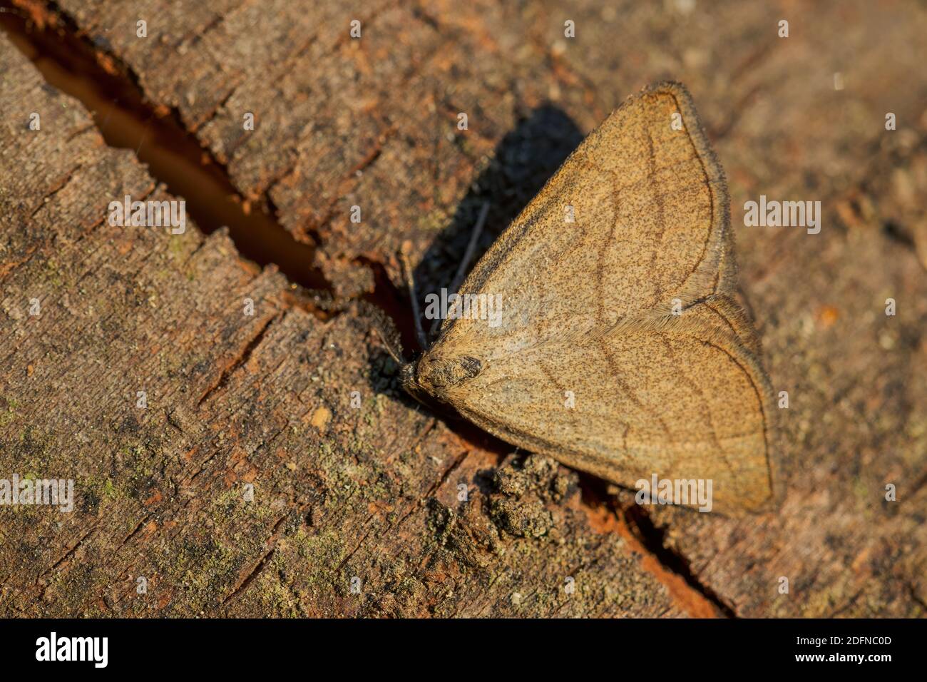 Fächerfalter - Zanclognatha tarsipennalis, schöne braune Motte aus europäischen Wiesen und Wäldern, Zlin, Tschechische Republik. Stockfoto