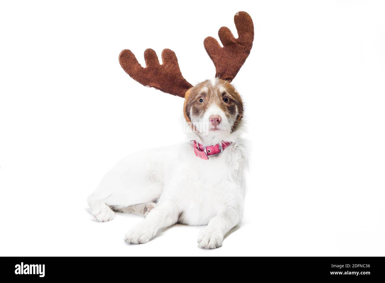 Mongrel Hund mit Neujahr und Weihnachten Hirsch Geweih auf Ein weißer Hintergrund Stockfoto