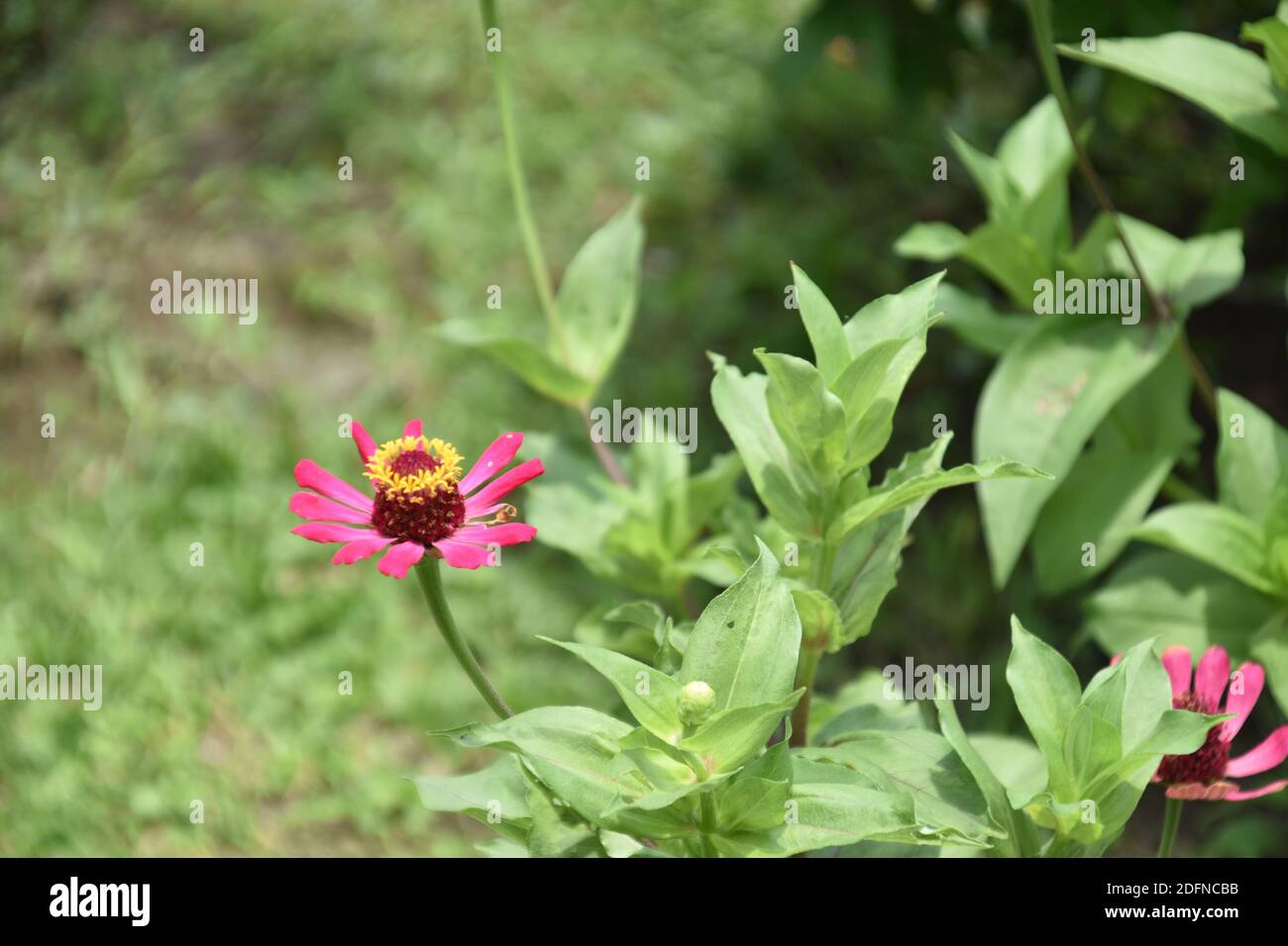 Rosa Zinnia Blume oder Zinnia pauciflora in einem Garten Stockfoto