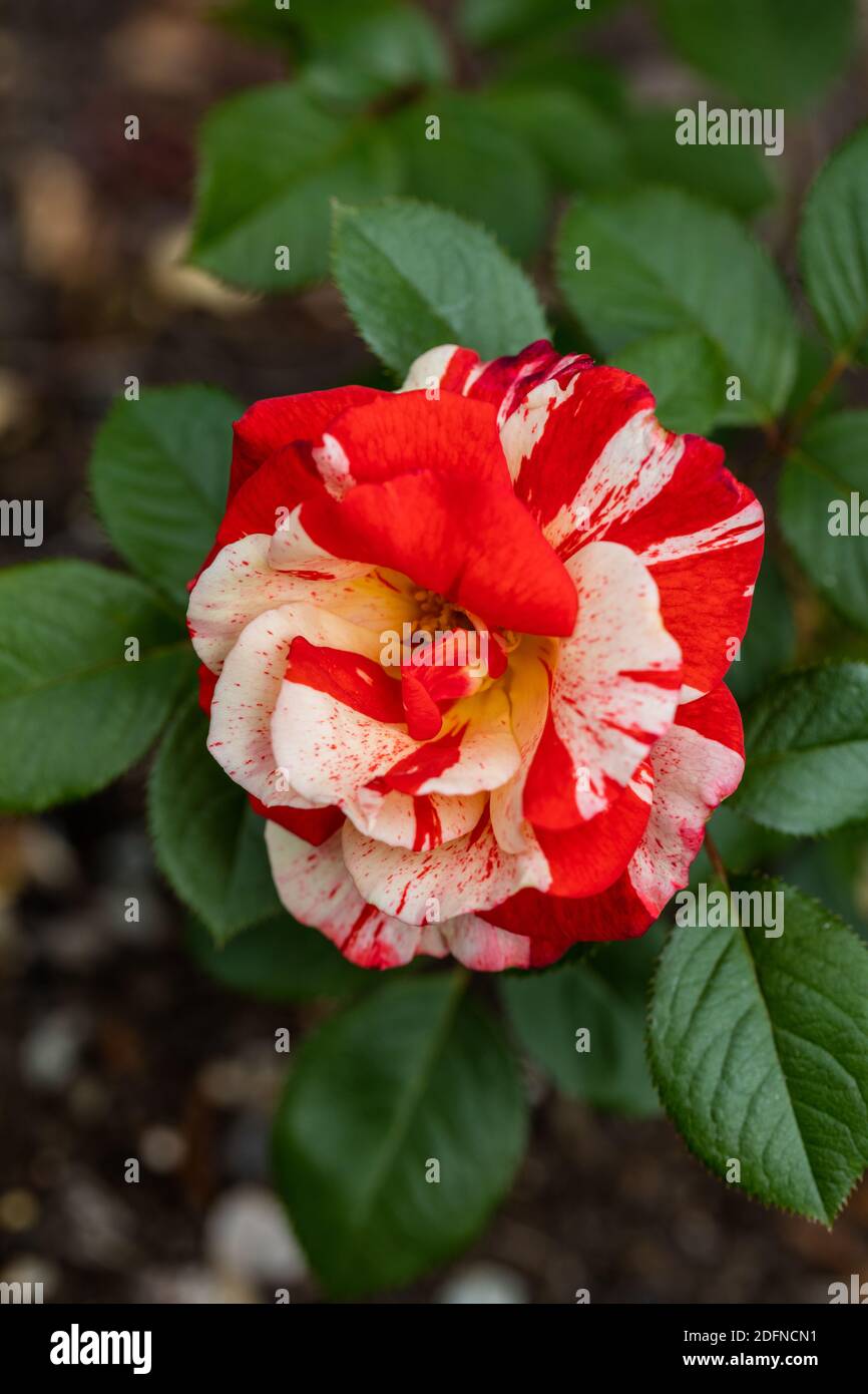 "Hanky Panky" Floribunda Rose, Floribundaros (Rosa) Stockfoto