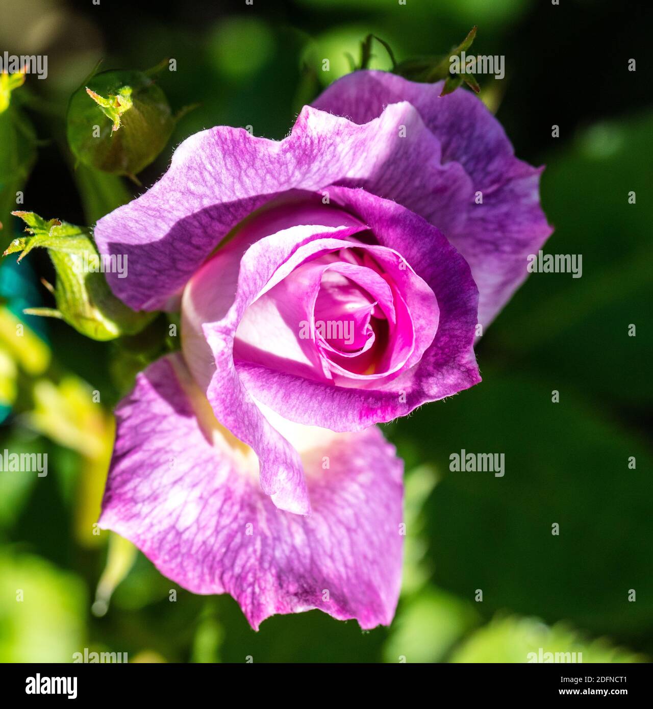 'Minerva' Beetrose, Beetbaros (Rosa) Stockfoto