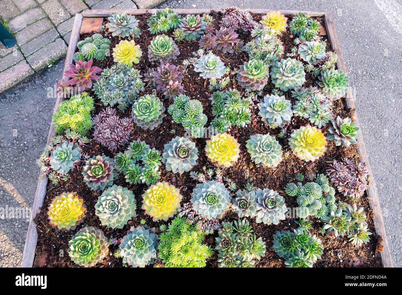 Bunte Hausbäche (Sempervivum): sukkulenten in einem Tablett angeordnet Stockfoto