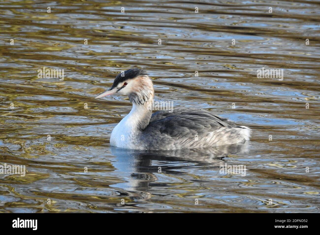 Im Wintergefieder gibt es große Haubentaucher (Podiceps cristatus) Stockfoto