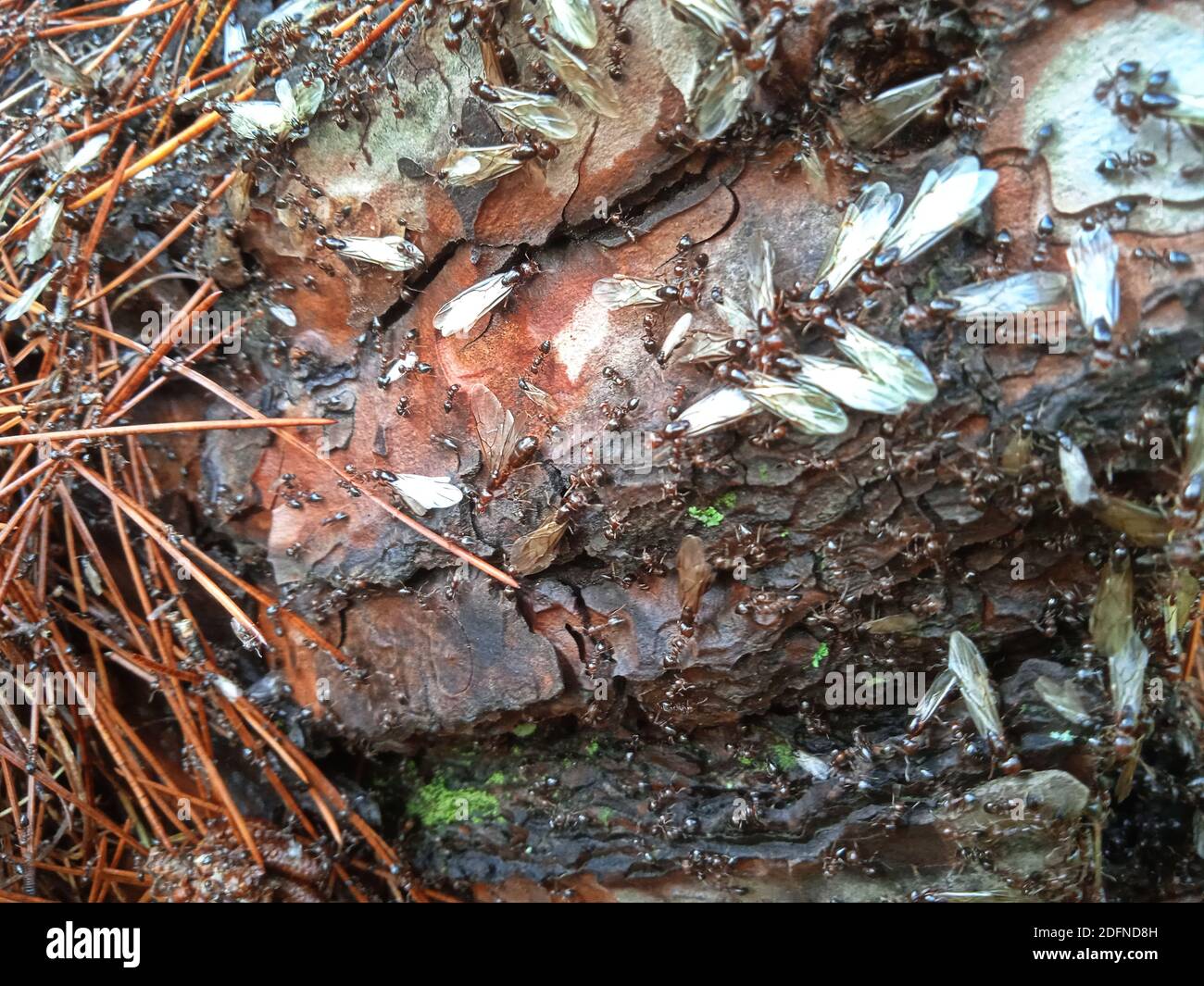 Termiten im Wald, Griechenland Stockfoto