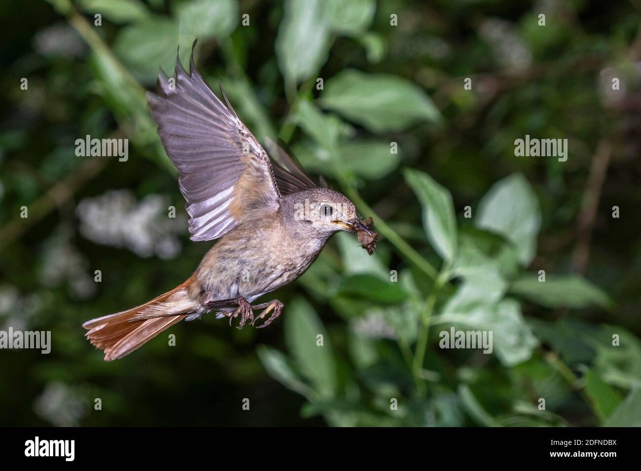 Gartenrotschwanz (Phoenicurus phoenicurus) Weibchen Stockfoto