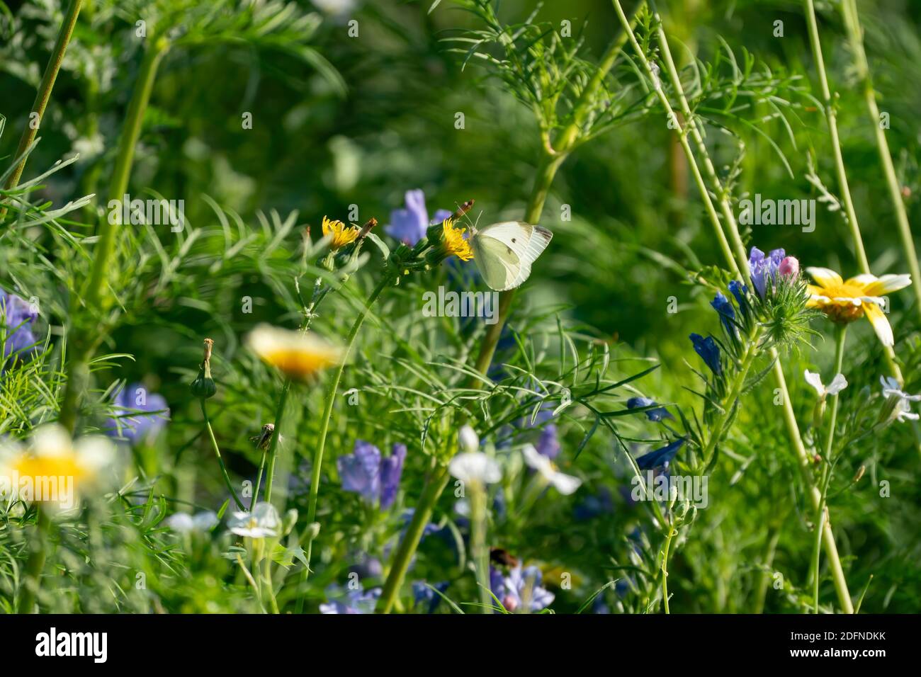 Ein Schmetterling auf einem Löwenzahn in einem Blumenfeld. Stockfoto