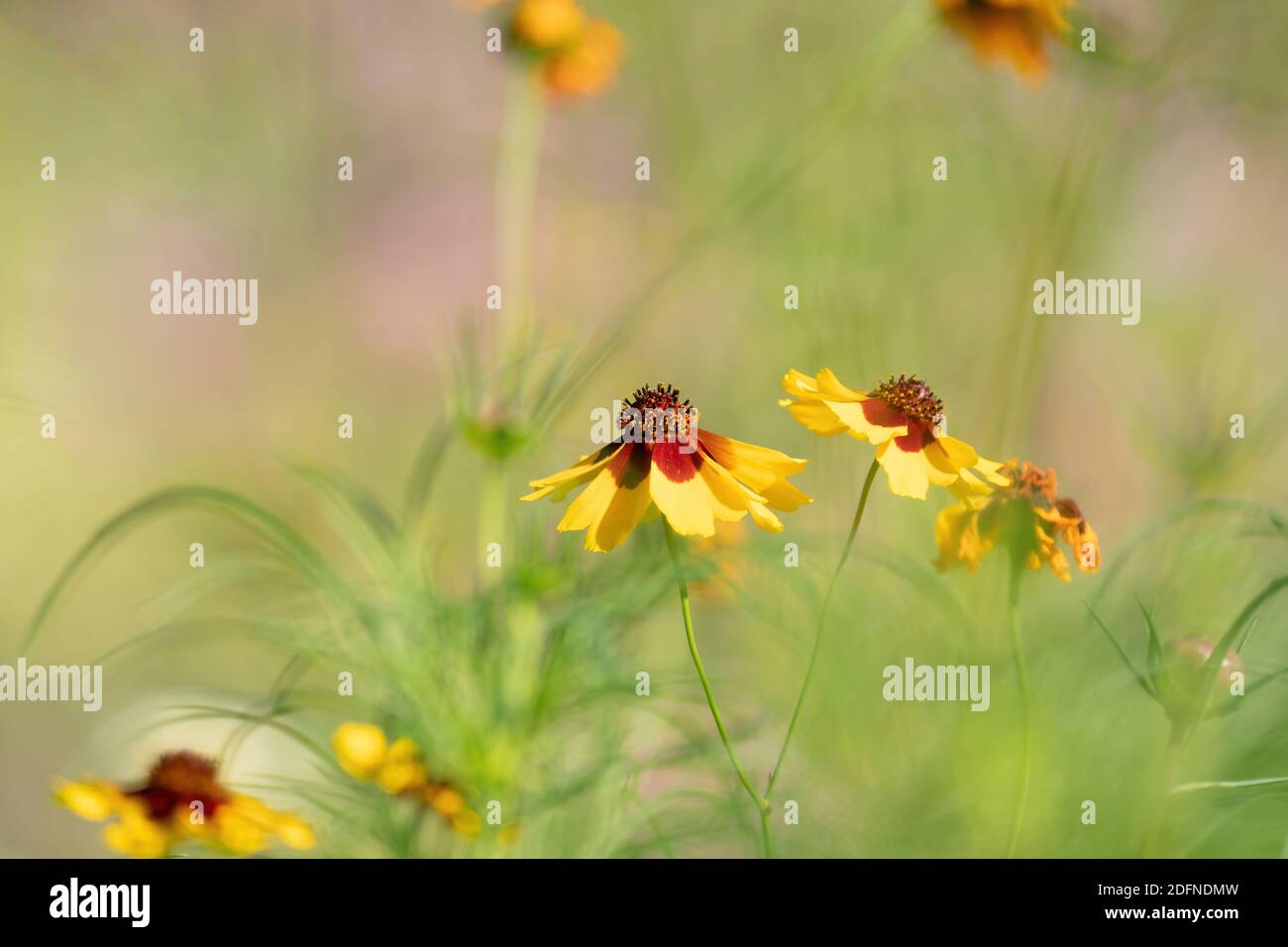 Gelb blühende Blüten mit braunen Herzen in einem Feld. Sonnenblume, 'Goldrausch' Helenium autumnale. Selektiver Fokus. Stockfoto