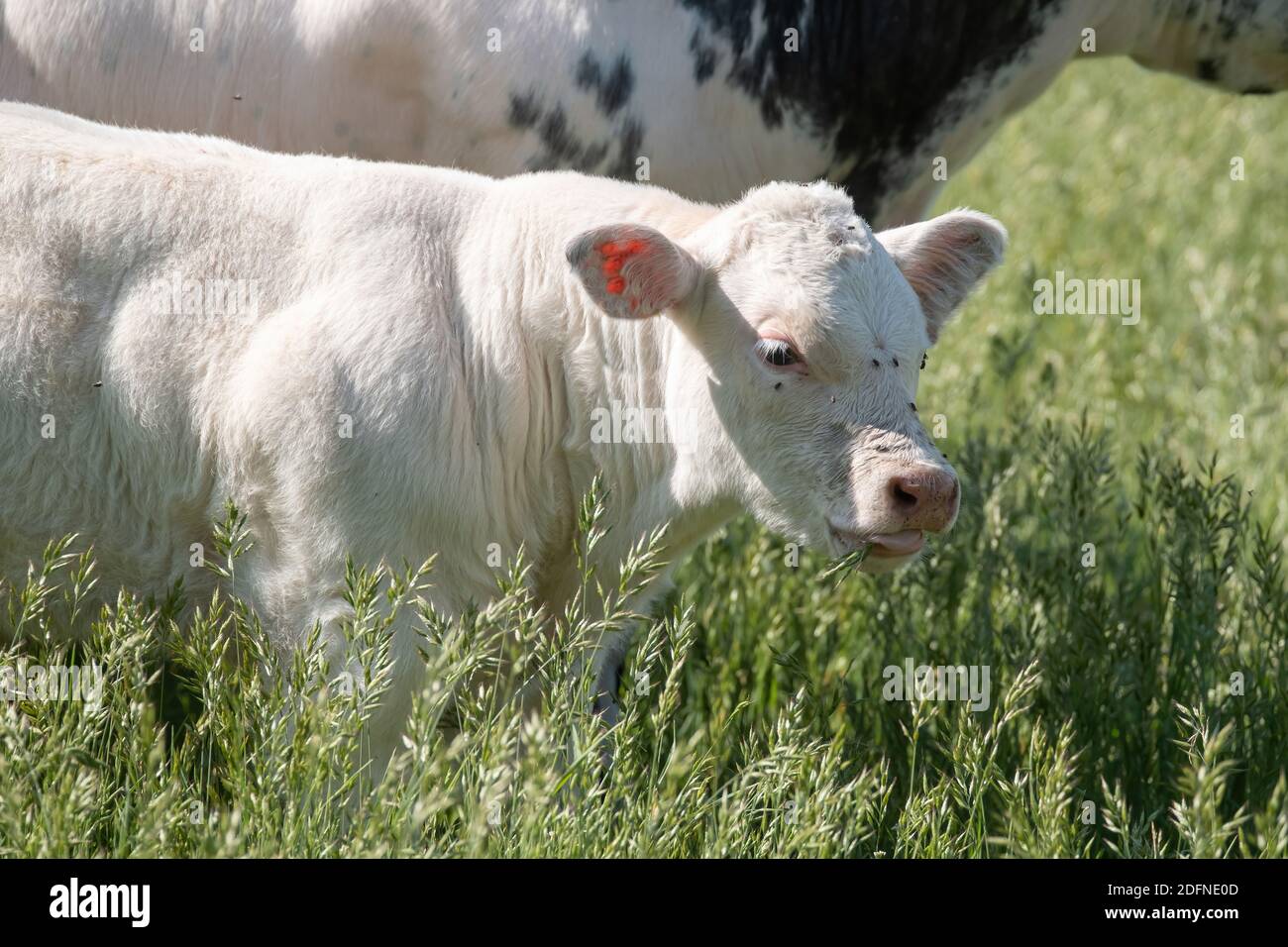 Ein weißes Kalb steht auf der Weide neben seiner Mutter. Im Halbkörper. Stockfoto