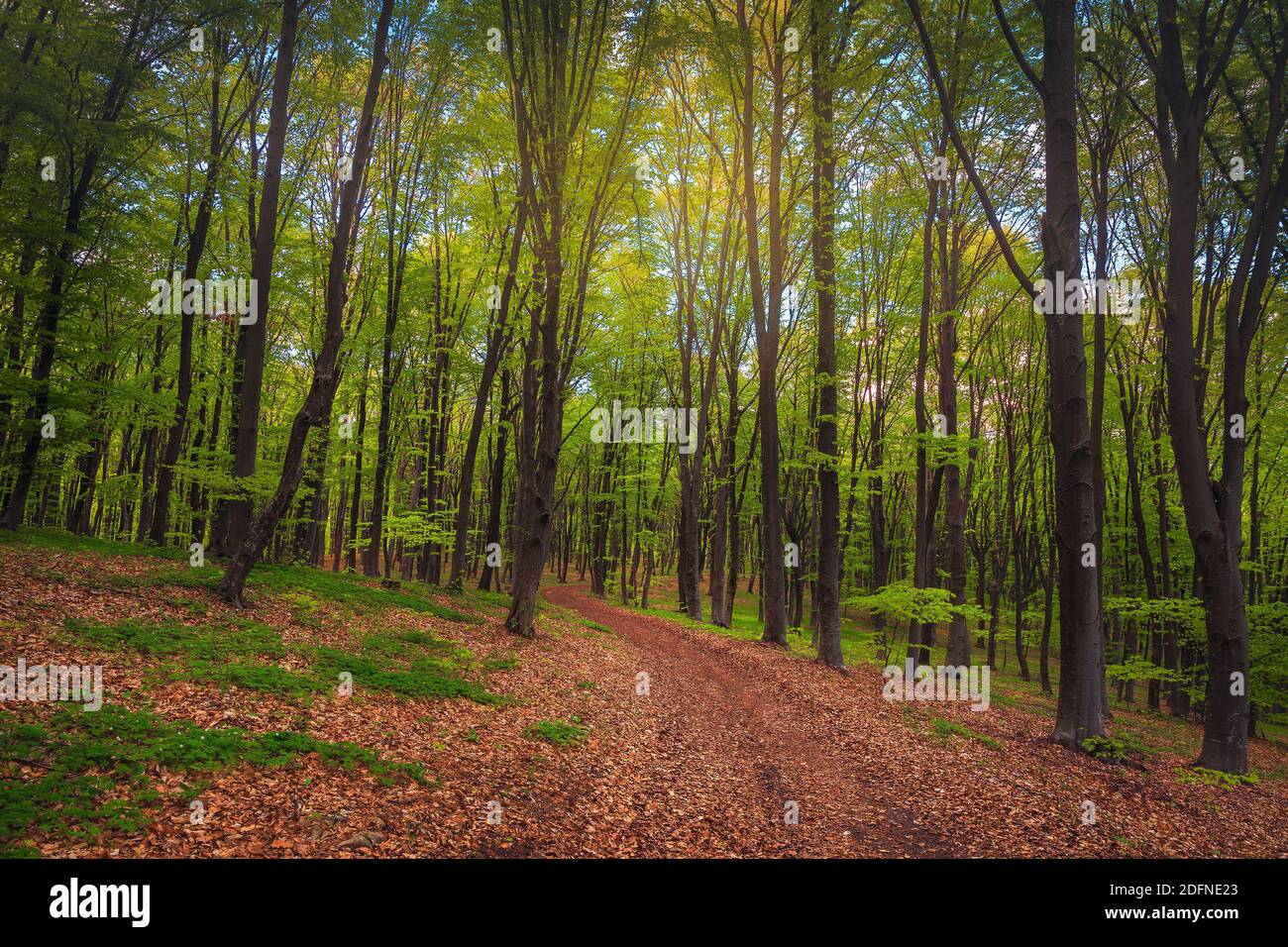 Majestätische dichte frische Frühlingswaldlandschaft und Wanderweg bedeckt Mit trockenen bunten Blättern Stockfoto