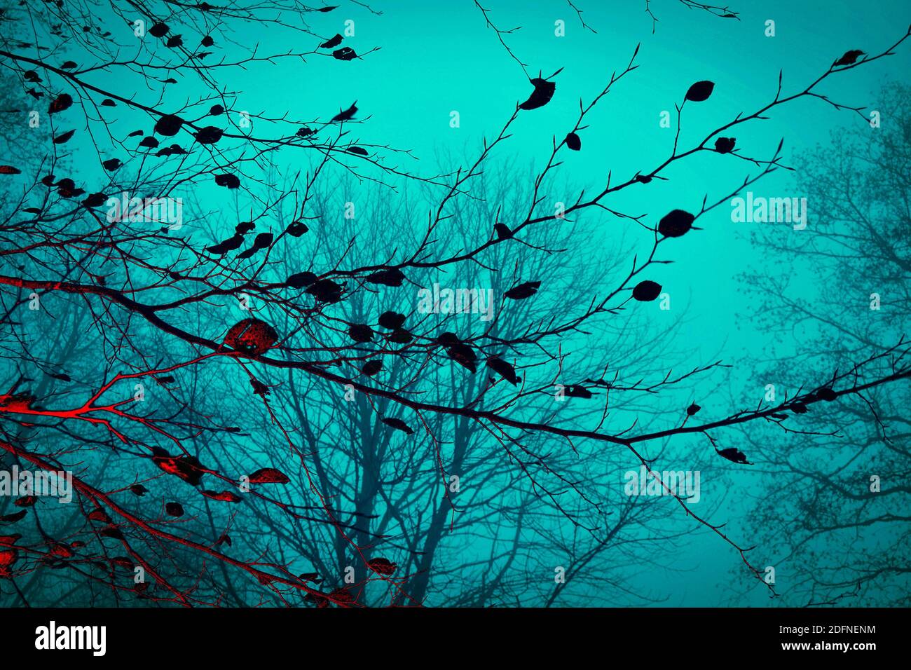 Herbst Natur Silhouette Baum Zweige mit blauen Nachthimmel Hintergrund. Textur Baum Zweige Stockfoto