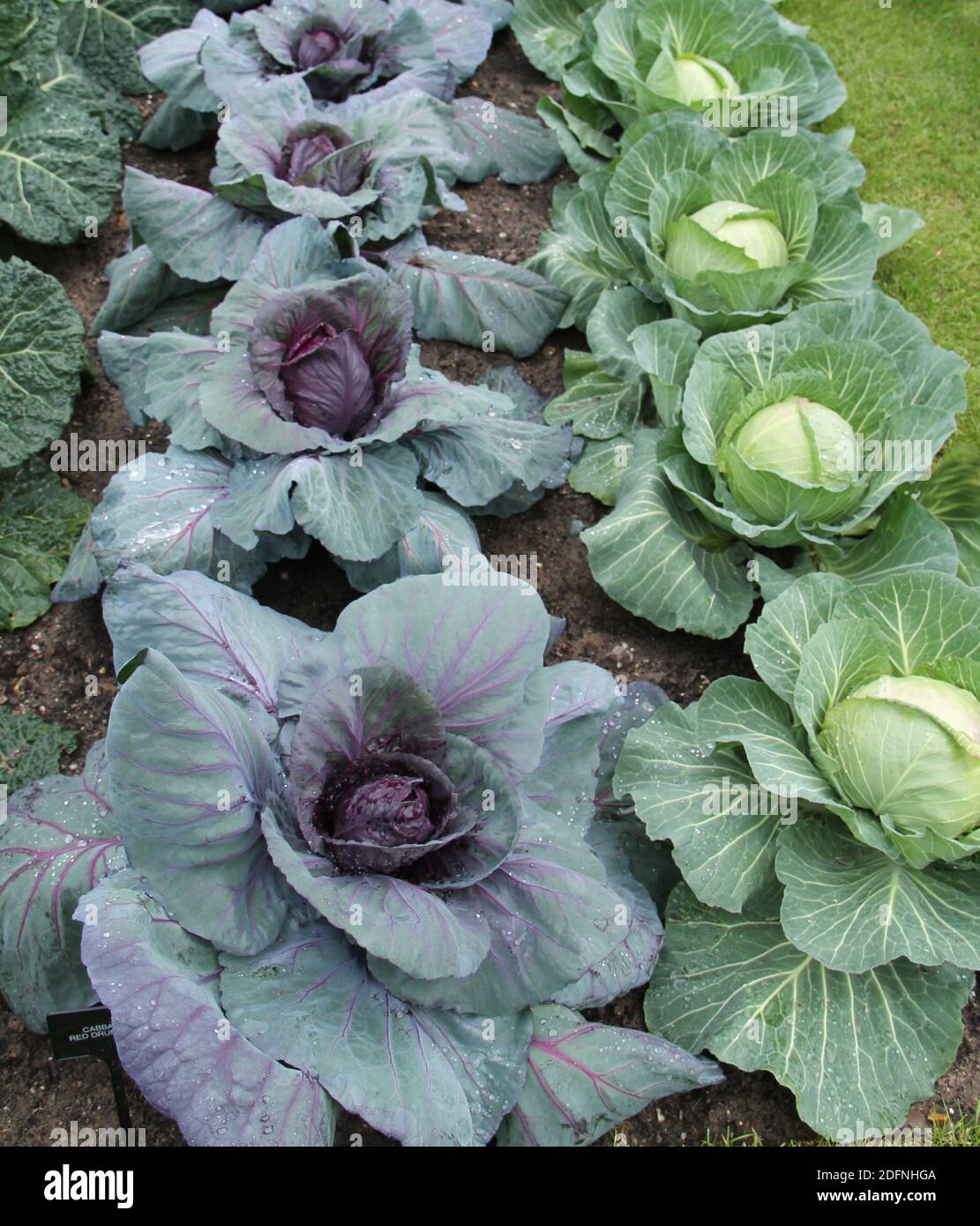Zwei Reihen von großen Garten rot und weiß Cabbages. Stockfoto