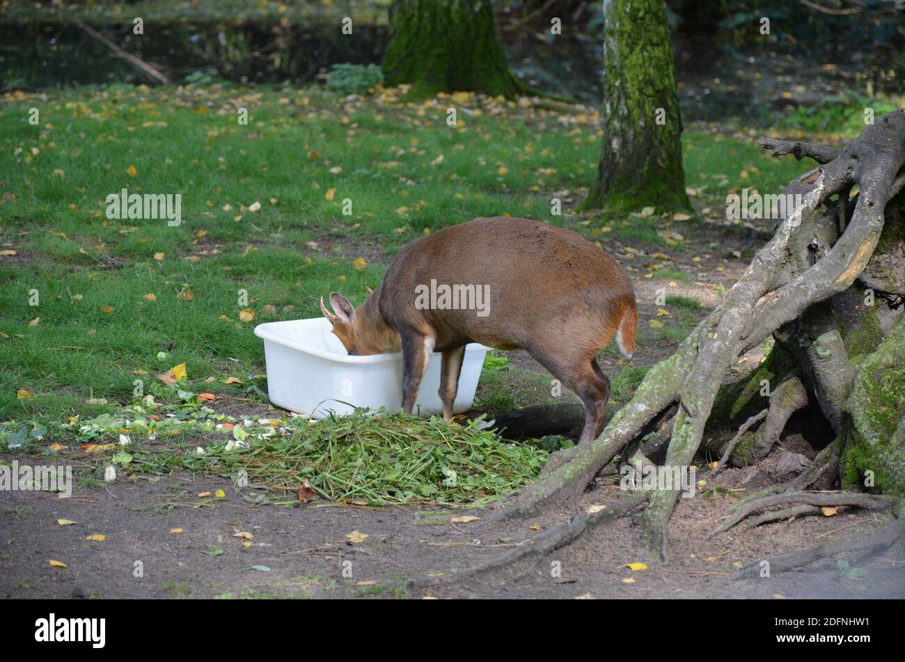 Chinesischer Muntjac (Muntiacus reevesi), auch bekannt als der Muntjac des Reeves im Frankfurter Zoo in Frankfurt am Main, Hessen, Deutschland Stockfoto