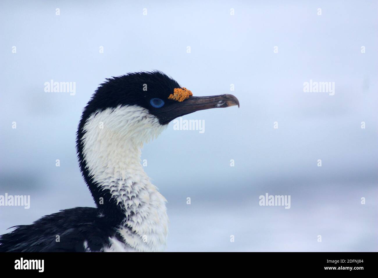 Blauäugige Schals im arktischen Sommer, Antarktis Stockfoto