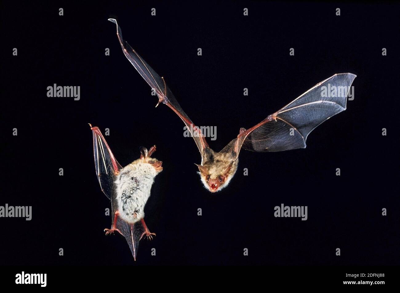 Maus-Eared Hieb, Myotis Myotis, Erwachsene im Flug Stockfoto