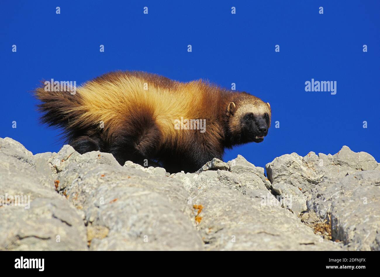 Nordamerikanische Wolverine, Gulo gulo luscus, Erwachsener stehend auf Felsen, Kanada Stockfoto