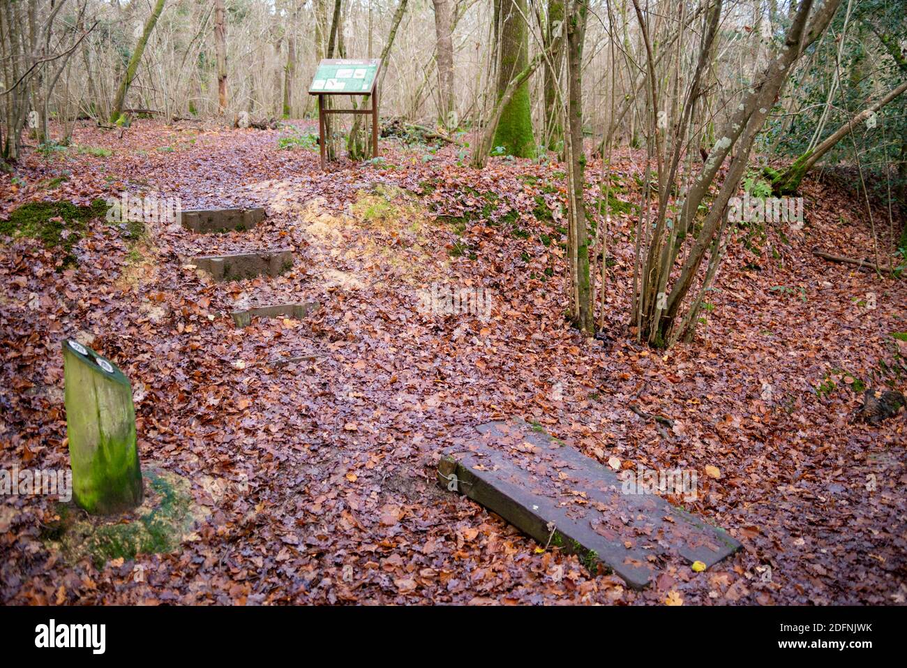 Teil des öffentlichen Wey South Path-Fußweges durch das Naturschutzgebiet Fir Tree Copse. Surrey Wildlife Trust, Chiddingfold Forest, SSSI. Waldgebiet Stockfoto