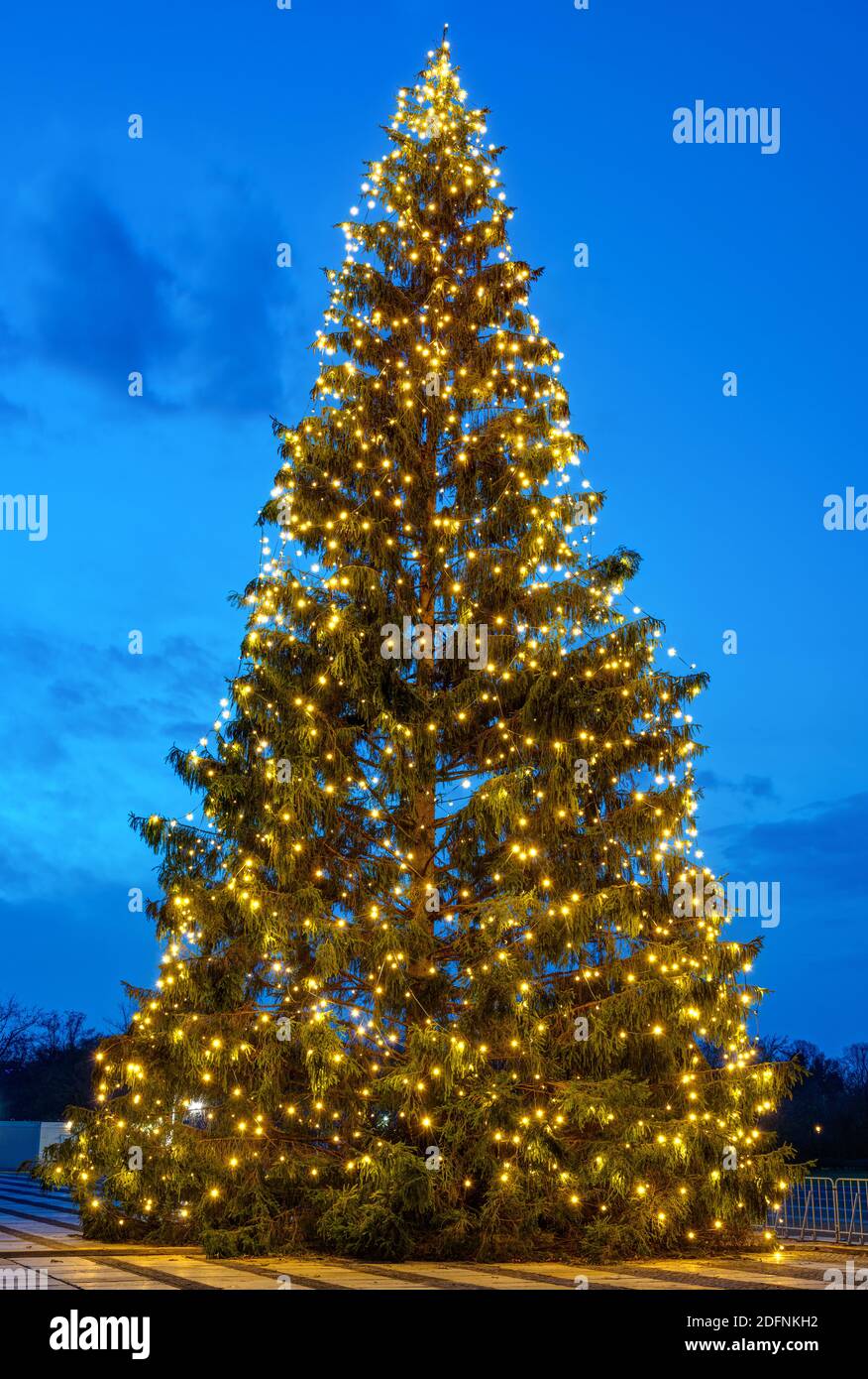 Natürlicher Weihnachtsbaum im Freien bei Nacht Stockfoto