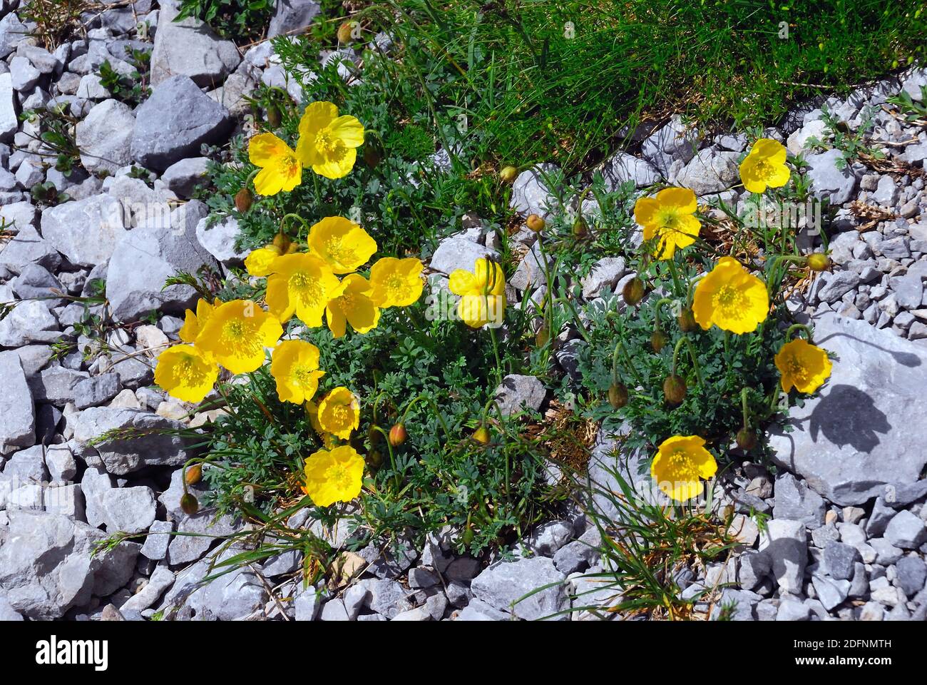 Karnischen Apls, Volaia Pass. Während des Ersten Weltkrieges war es der Schauplatz blutiger Schlachten von italienischen und österreichisch-ungarischen Armeen. Ranunculus auricomus entlang des Weges. Stockfoto