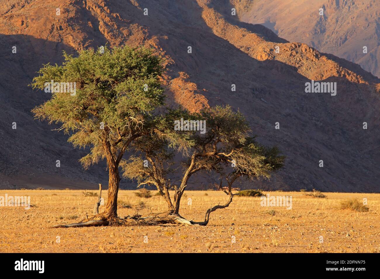 Namib Wüstenlandschaft mit schroffen Bergen und einem Dorn, Namibia Stockfoto