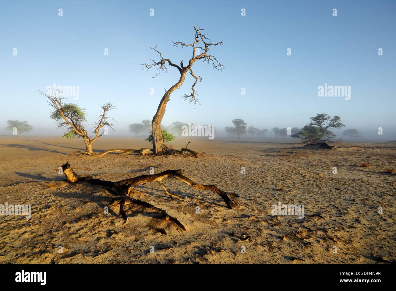 Malerische Landschaft mit Bäumen in Nebel, Kalahari-Wüste, Südafrika Stockfoto
