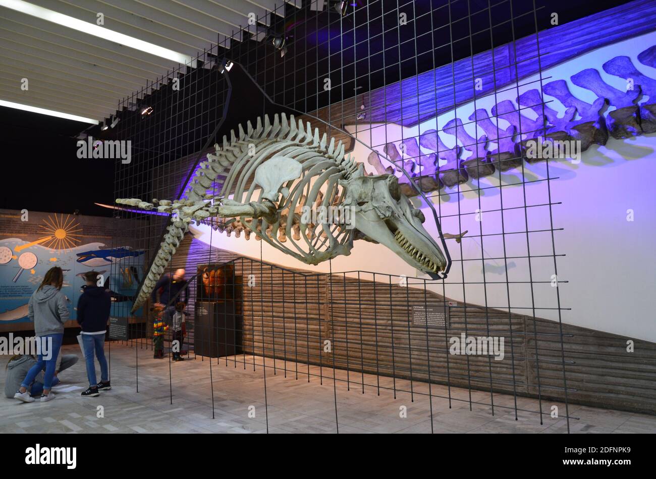 Innenansicht des Senckenberg Museums in Frankfurt Stockfoto