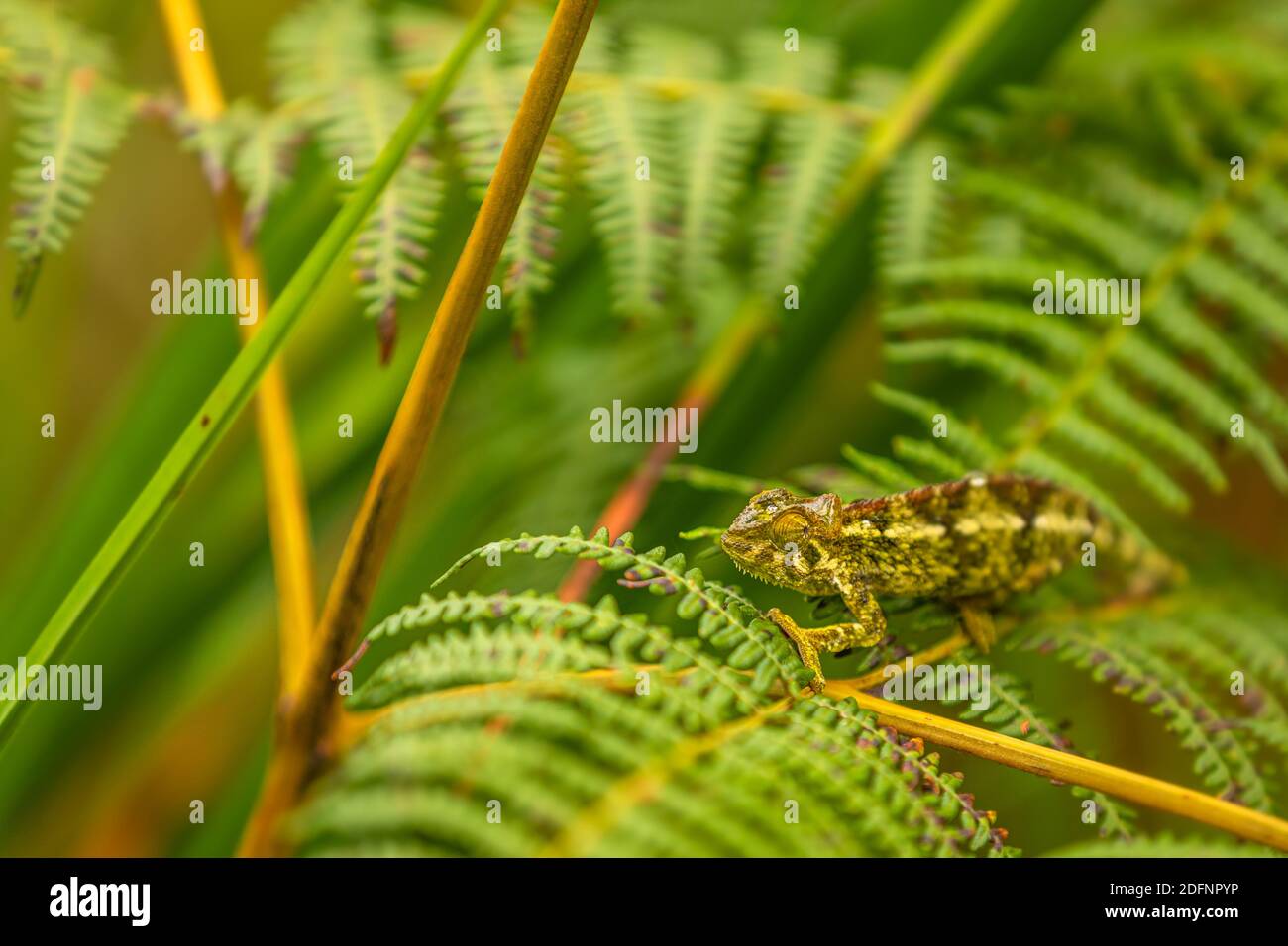 Die Safari in Uganda. Die Tierwelt in Ostafrika. Die grüne Chamäleoneidechse im Dschungel. Stockfoto