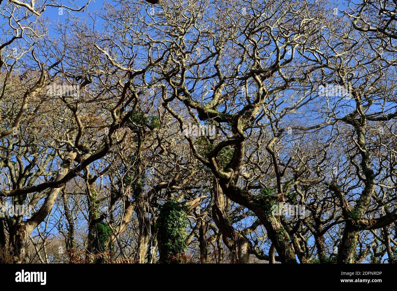 Verdrehte knorrige Eiche und Äste Alte Eichenwälder von Lawrenny Pembrokeshire Wales Großbritannien gegen blauen Winterhimmel Stockfoto