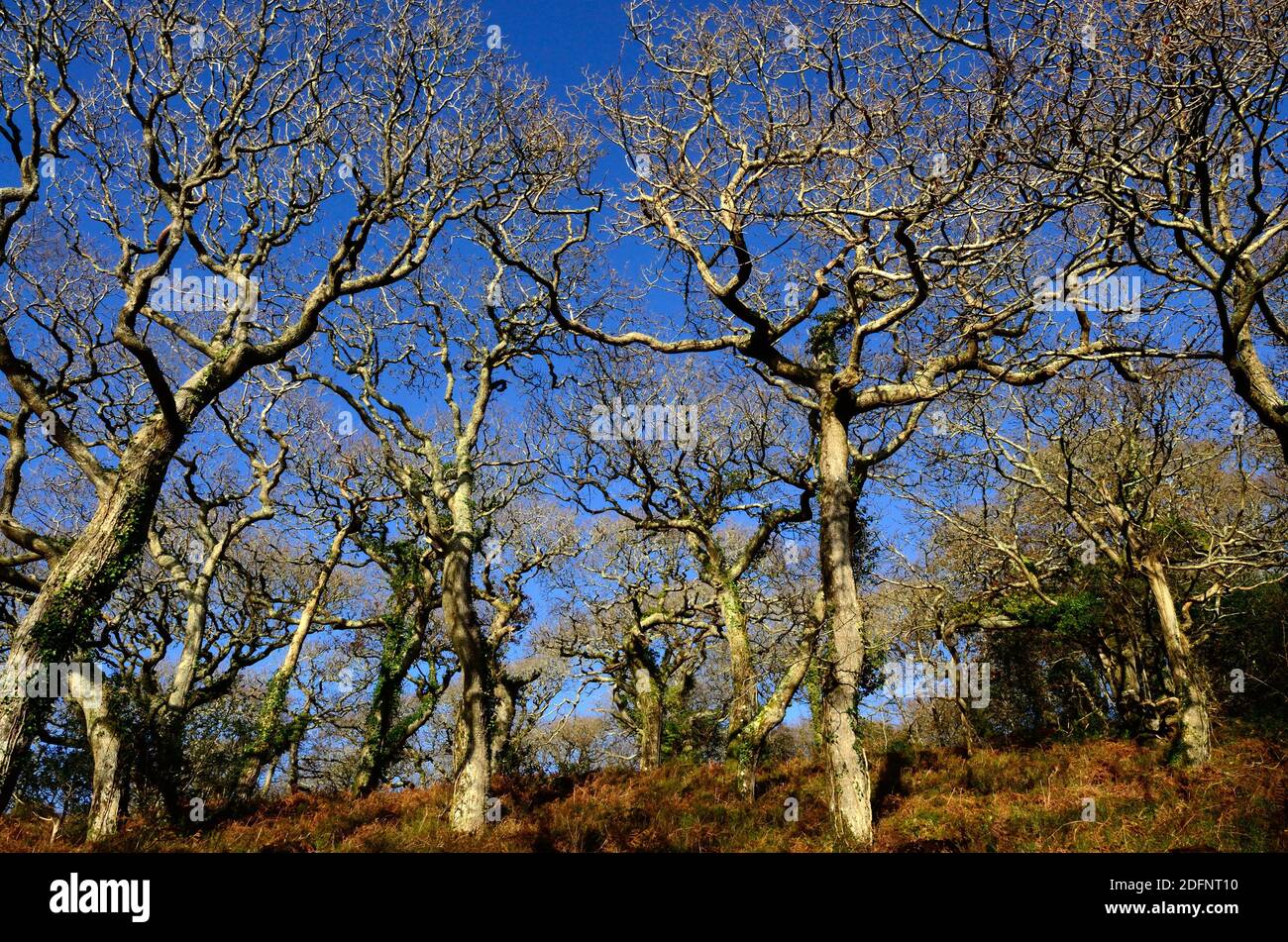 Verdrehte Wintereichen in einem alten walisischen Wald Lawrenny Ancient Oak Woodland Pembrokeshire Wales Cymru Großbritannien Stockfoto