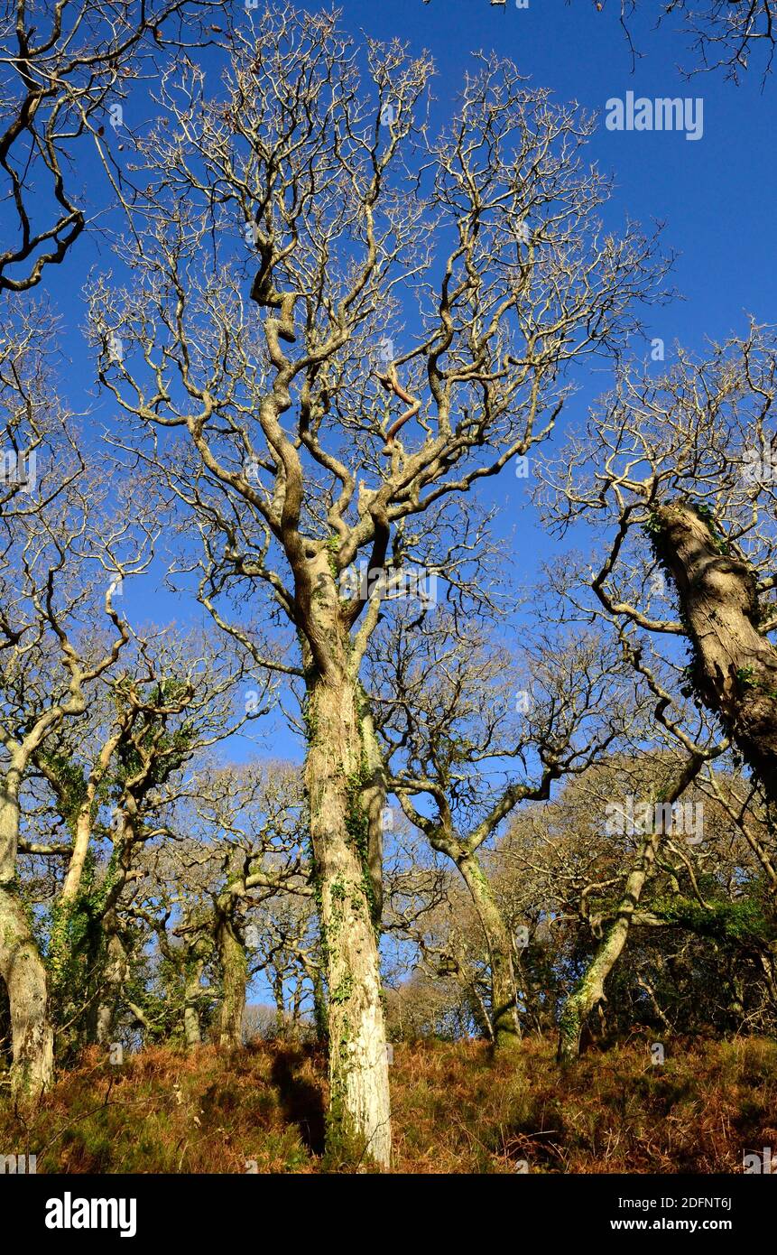 Verdrehte Wintereichen in einem alten walisischen Wald Lawrenny Ancient Oak Woodland Pembrokeshire Wales Cymru Großbritannien Stockfoto